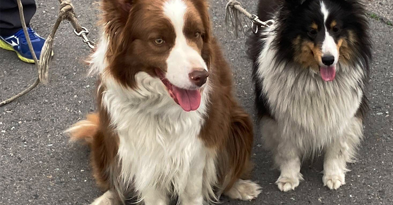 2匹のボーダーコリー