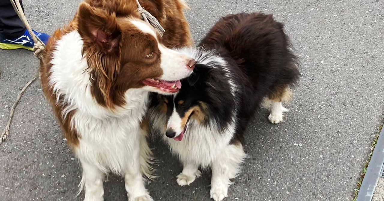 2匹のボーダーコリー