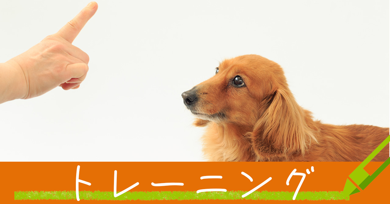 犬のしつけ